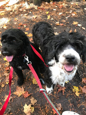 Portuguese Water Dog Puppies Available